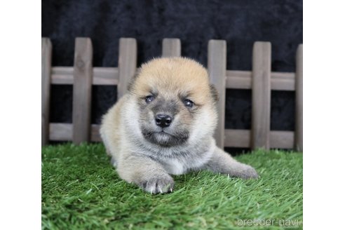 成約済の千葉県の柴犬-251368の2枚目