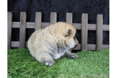 成約済の千葉県の柴犬-251368の4枚目
