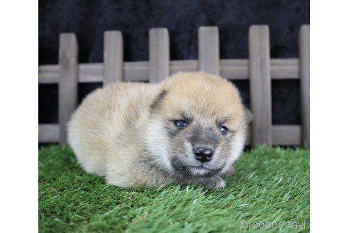 成約済の千葉県の柴犬-251368の5枚目