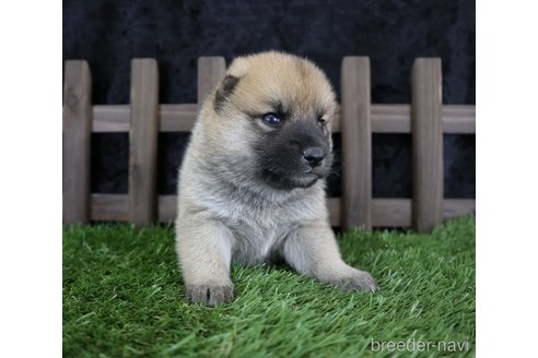 成約済の千葉県の柴犬-251369の5枚目