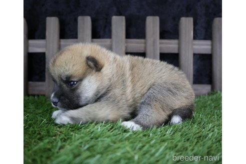 成約済の千葉県の柴犬-251370の2枚目