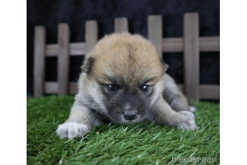 成約済の千葉県の柴犬-251370の4枚目