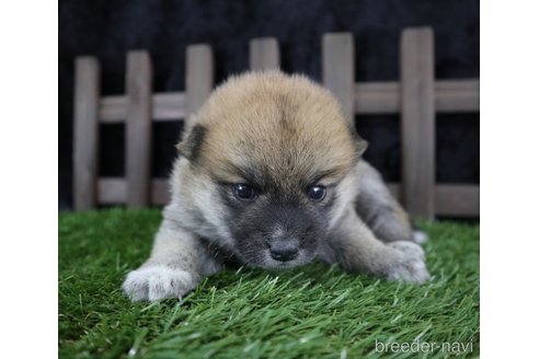 成約済の千葉県の柴犬-251370の4枚目