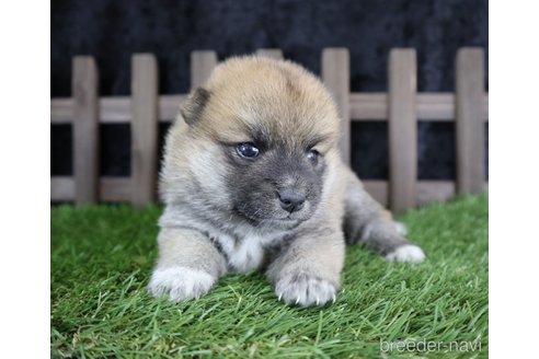 成約済の千葉県の柴犬-251370の1枚目