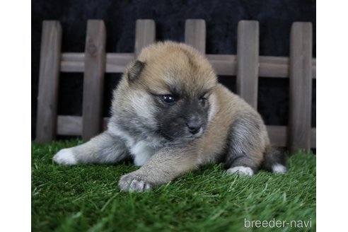 成約済の千葉県の柴犬-251370の3枚目