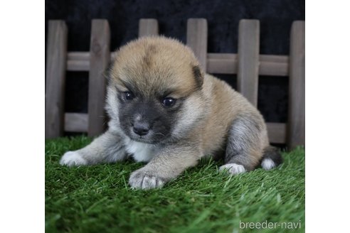 成約済の千葉県の柴犬-251370の5枚目