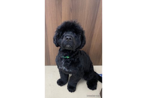 成約済の東京都のその他の犬種-236107の9枚目