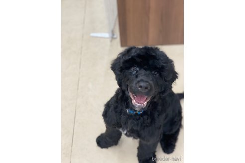 成約済の東京都のその他の犬種-236108の7枚目