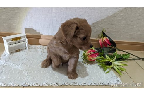 成約済の広島県のチワプー:チワワ×トイプードル-246600の57枚目