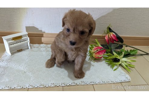 成約済の広島県のチワプー:チワワ×トイプードル-246600の54枚目