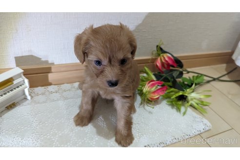 成約済の広島県のチワプー:チワワ×トイプードル-246600の49枚目