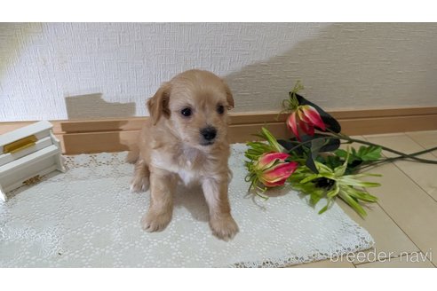 成約済の広島県のチワプー:チワワ×トイプードル-246602の222枚目