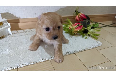 成約済の広島県のチワプー:チワワ×トイプードル-246604の137枚目
