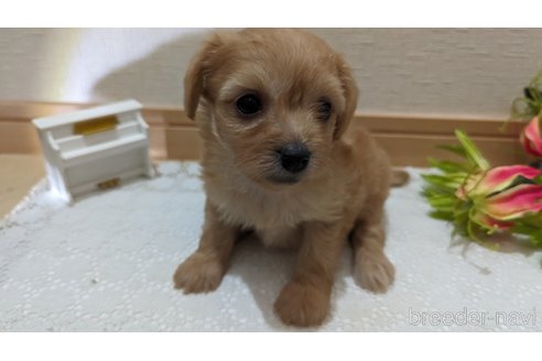 成約済の広島県のチワプー:チワワ×トイプードル-246604の128枚目