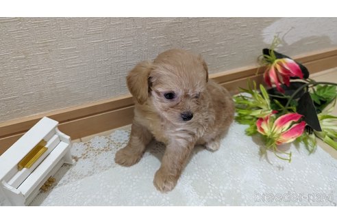 成約済の広島県のチワプー:チワワ×トイプードル-246607の72枚目
