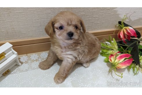 成約済の広島県のチワプー:チワワ×トイプードル-246607の71枚目
