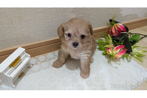成約済の広島県のチワプー:チワワ×トイプードル-246607の68枚目