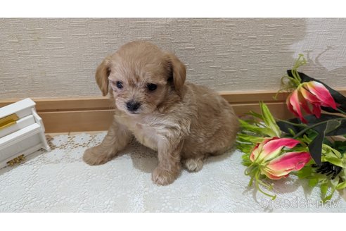 成約済の広島県のチワプー:チワワ×トイプードル-246607の61枚目