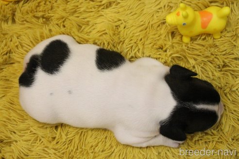 成約済の愛知県のフレンチブルドッグ-247592の41枚目