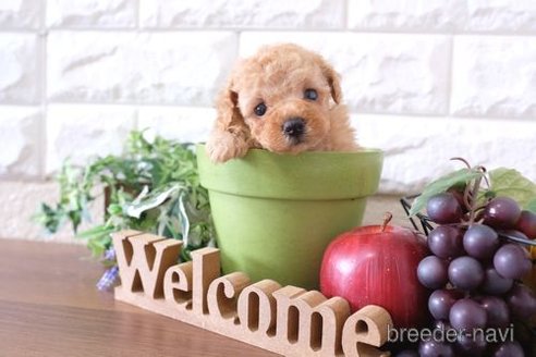 成約済の滋賀県のトイプードル-251497の4枚目