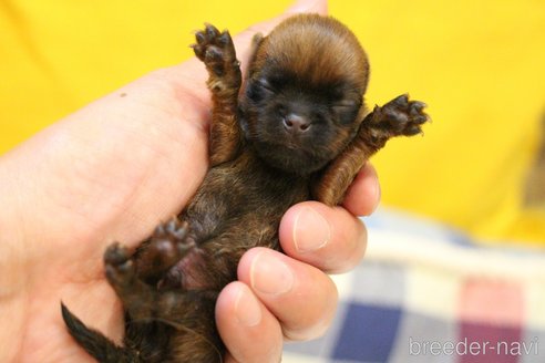 成約済の愛知県のプチブラバンソン-251528の70枚目