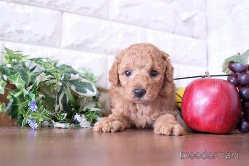成約済の滋賀県のトイプードル-251569の1枚目