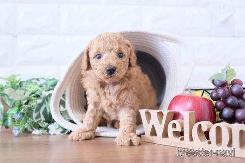 成約済の滋賀県のトイプードル-251569の4枚目