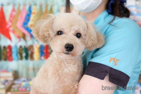 成約済の滋賀県のトイプードル-251569の2枚目