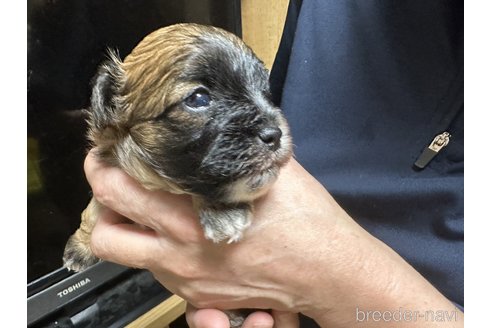 成約済の大阪府のミックス犬-251588の6枚目