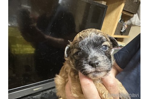成約済の大阪府のミックス犬-251588の5枚目