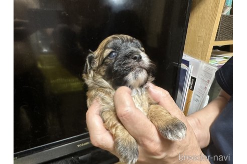 成約済の大阪府のミックス犬-251588の4枚目