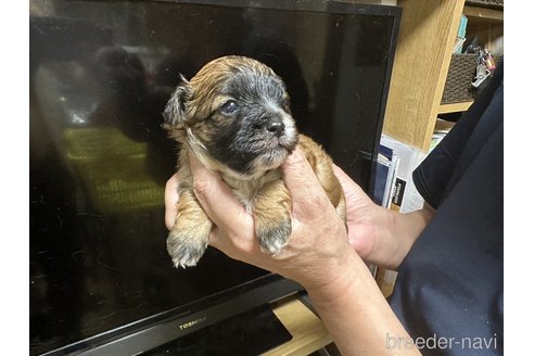 成約済の大阪府のミックス犬-251588の3枚目