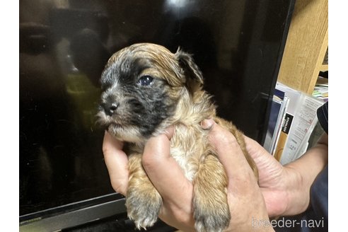成約済の大阪府のミックス犬-251588の2枚目