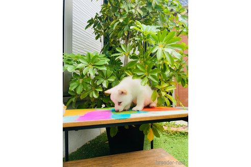 成約済の千葉県の豆柴-251592の4枚目