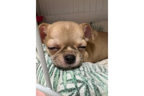 成約済の千葉県のチワワ(スムースコート)-242130の26枚目
