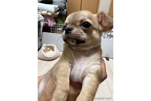成約済の千葉県のチワワ(スムースコート)-242130の23枚目
