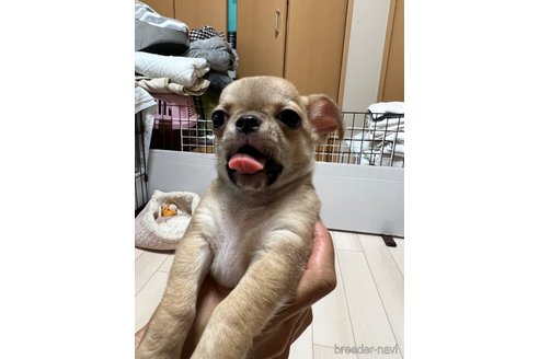 成約済の千葉県のチワワ(スムースコート)-242130の22枚目
