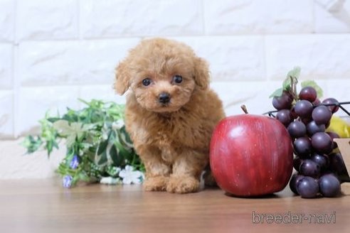 成約済の滋賀県のトイプードル-248869の1枚目