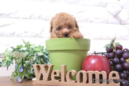 成約済の滋賀県のトイプードル-248869の6枚目