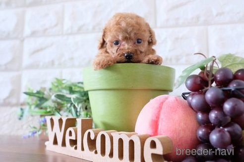 成約済の滋賀県のトイプードル-248869の3枚目