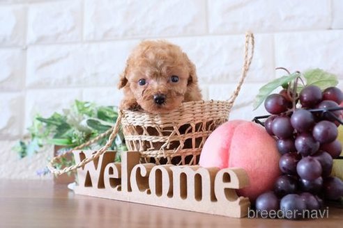 成約済の滋賀県のトイプードル-248869の2枚目