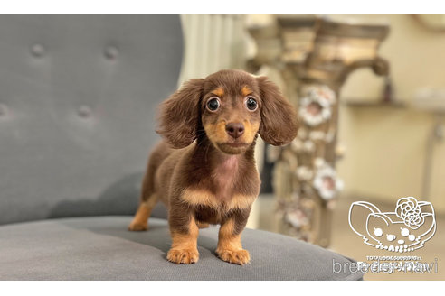 成約済の愛知県のミニチュアダックスフンド(ロングヘアード)-245071の5枚目