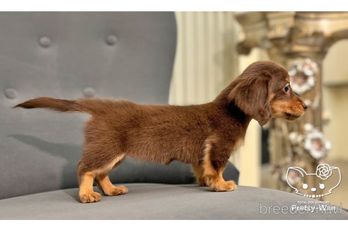 成約済の愛知県のミニチュアダックスフンド(ロングヘアード)-245071の8枚目