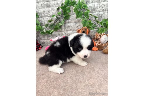 成約済の愛知県のボーダーコリー-251634の2枚目