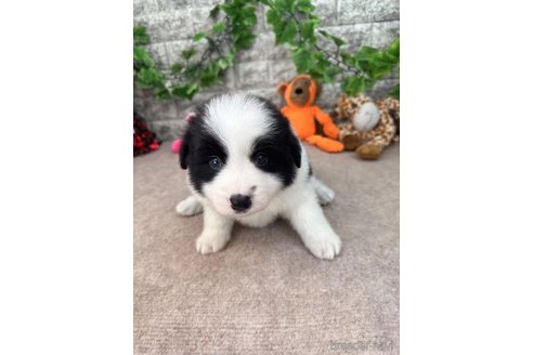 成約済の愛知県のボーダーコリー-251634の1枚目