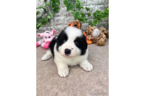 成約済の愛知県のボーダーコリー-251634の5枚目