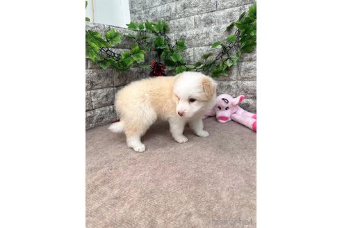 成約済の愛知県のボーダーコリー-251636の3枚目