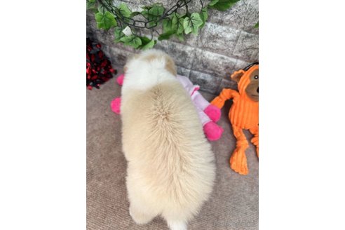 成約済の愛知県のボーダーコリー-251636の2枚目