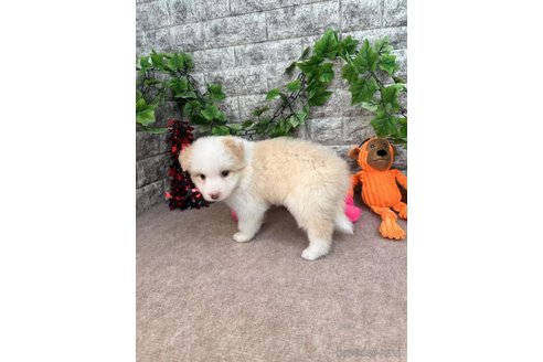 成約済の愛知県のボーダーコリー-251636の5枚目