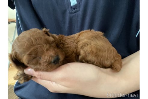 成約済の茨城県のトイプードル-250067の4枚目